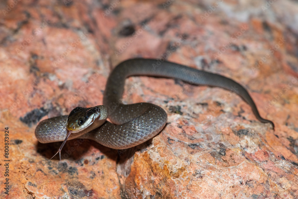 A beautiful red-lipped herald snake (Crotaphopeltis hotamboeia), also called a herald snake, displaying its signature defensiveness A beautiful red-lipped herald snake (Crotaphopeltis hotamboeia), also called a herald snake, displaying its signature defensiveness