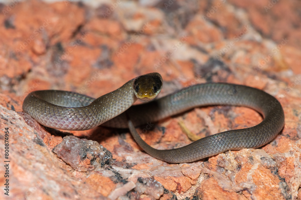 Naklejka premium A beautiful red-lipped herald snake (Crotaphopeltis hotamboeia), also called a herald snake, displaying its signature defensiveness 