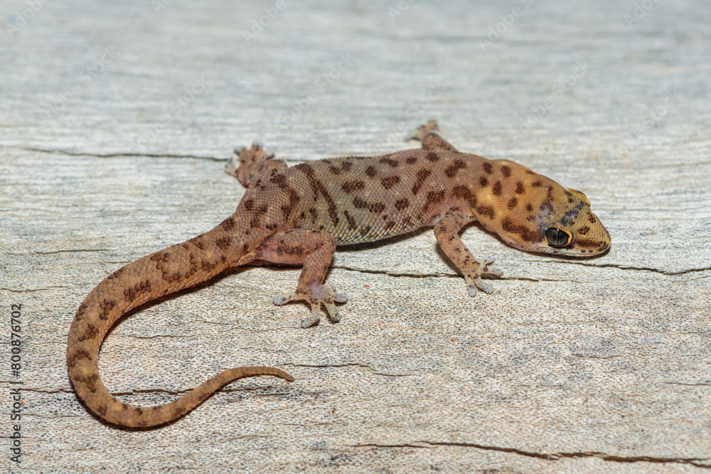 Naklejka premium A beautiful pointed thick-toed gecko (Pachydactylus punctatus) on a fallen tree in the wild in Zambia