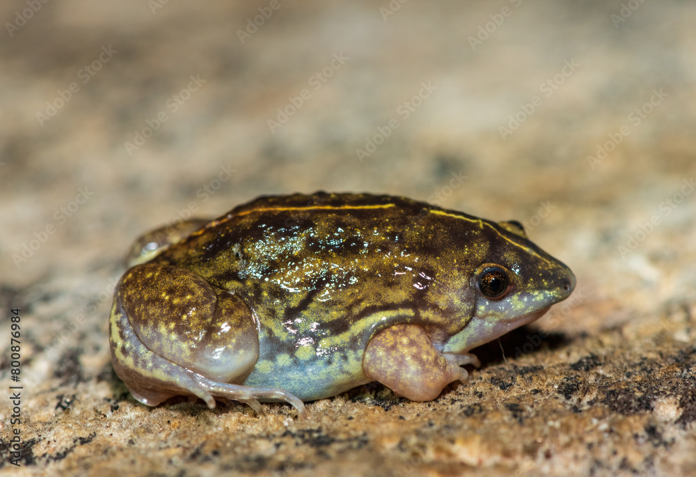 A beautiful shovel-nosed frog (Hemisus barotseensis) found on the Barotse floodplain along the Zambezi River, Zambia A beautiful shovel-nosed frog (Hemisus barotseensis) found on the Barotse floodplain along the Zambezi River, Zambia