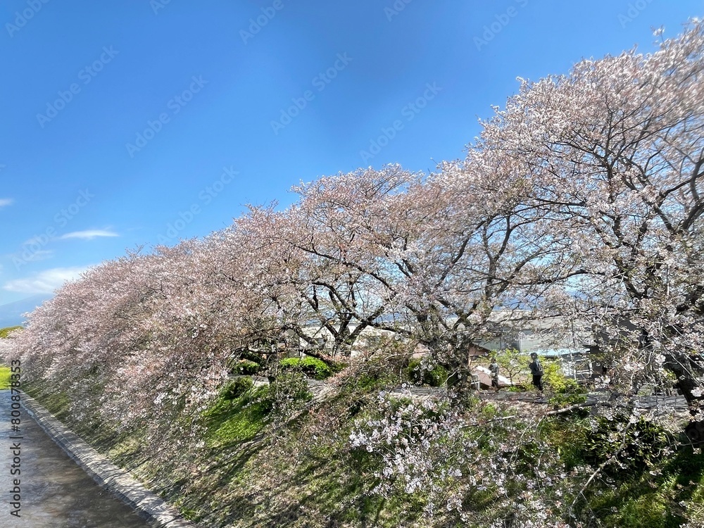 The cherry blossoms are in full bloom The cherry blossoms are in full bloom