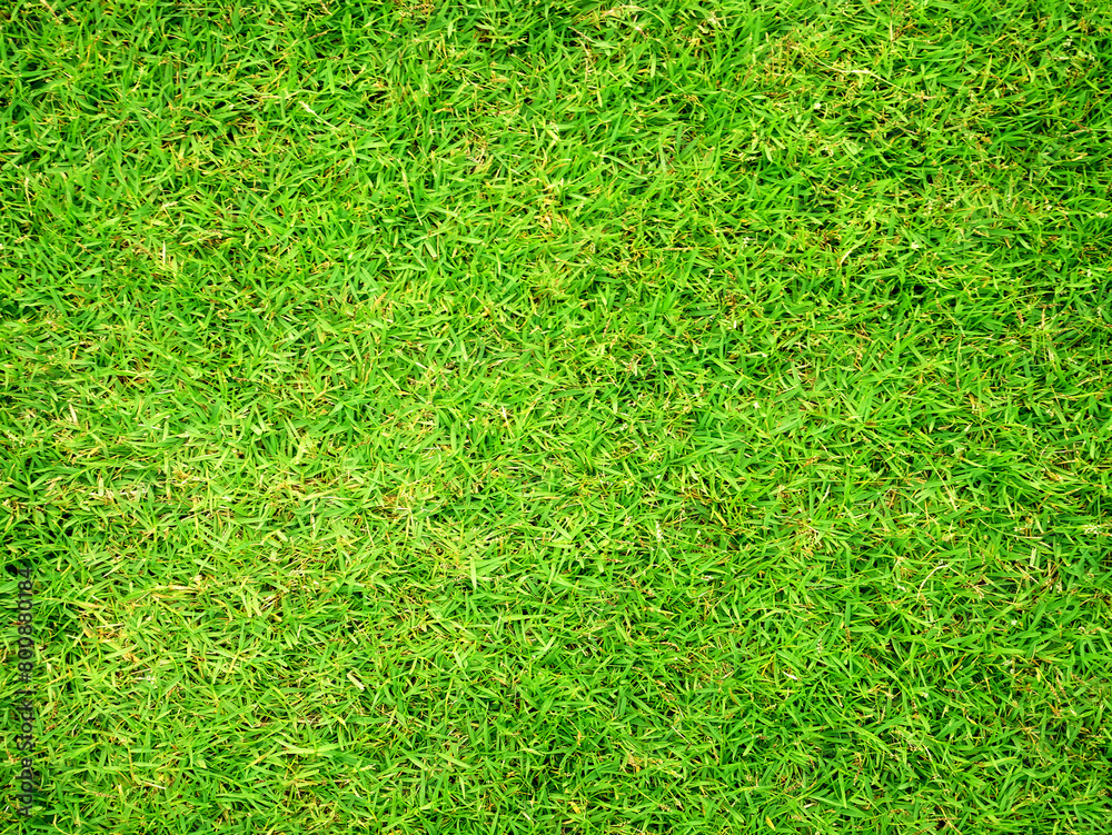 Fototapeta premium Green grass outdoor texture background