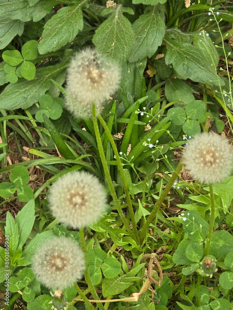 dandelions in the grass
