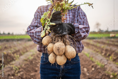 Woman harvesting fresh organicpotatoes  in the  field. photo