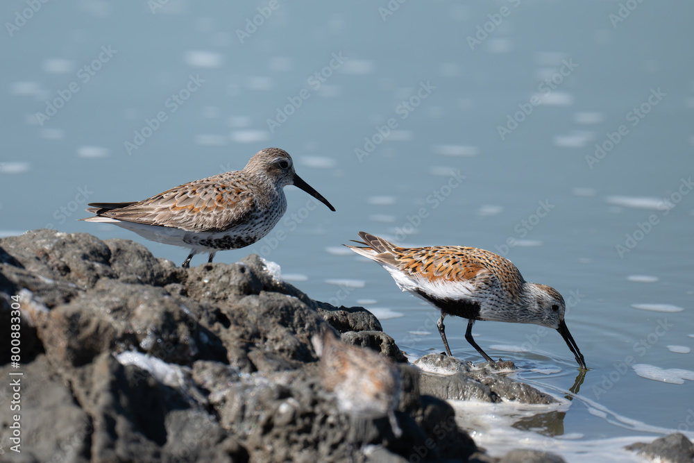 Western sandpiper standing on water Western sandpiper standing on water