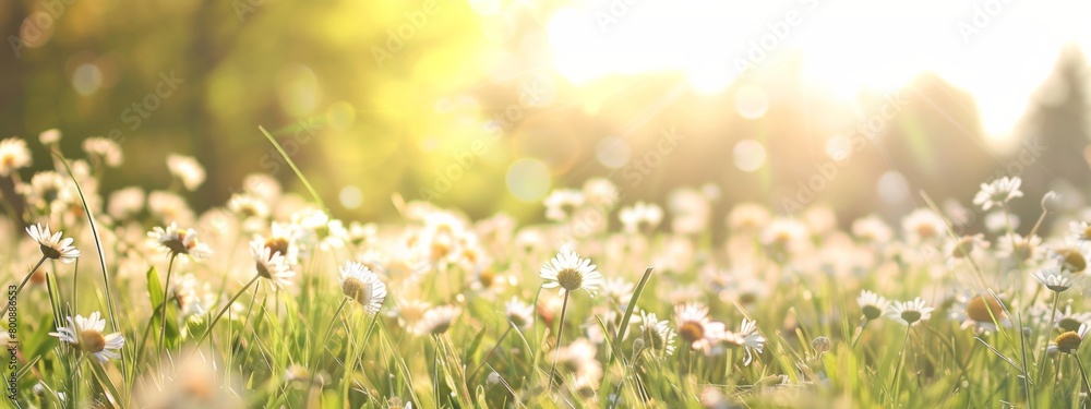 Beautiful spring meadow with white daisies flowers in sunlight