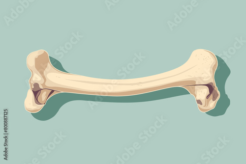 a simple flat illustration of an Bone, vector graphics