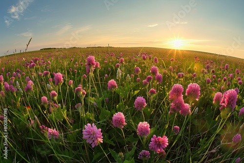 Springtime Panorama: Pink Wildflowers at Sunset in Uncultivated Land © Michael