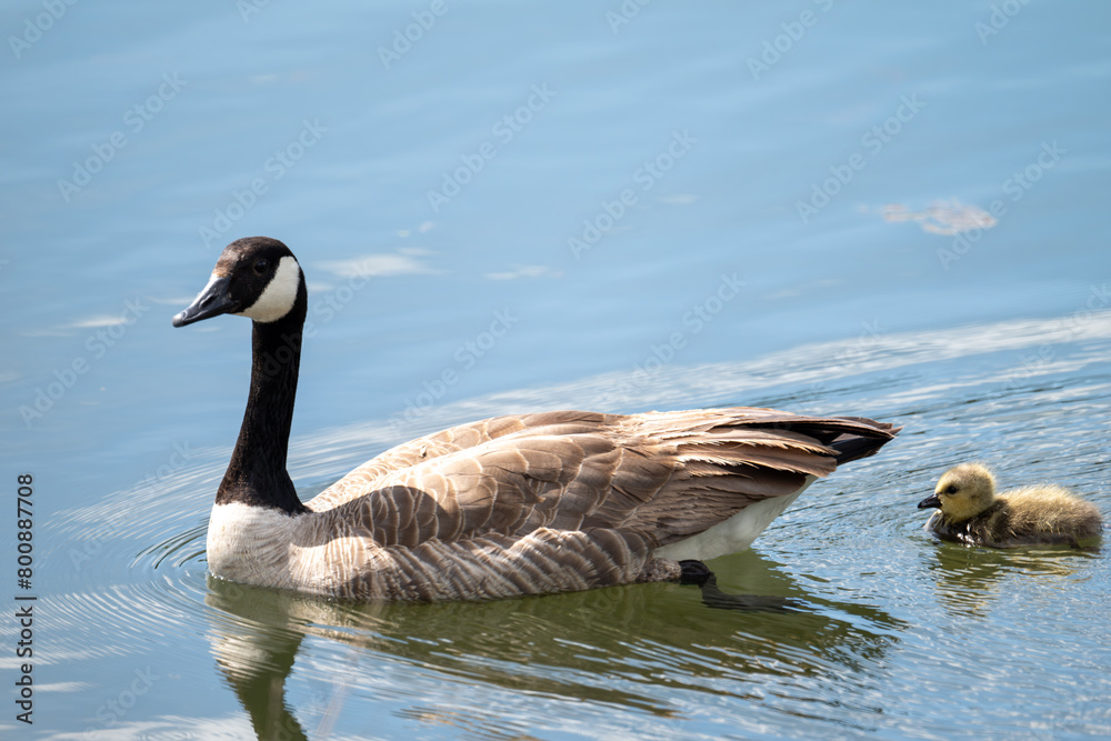 Mother goose swimming with gooslings in a lake Mother goose swimming with gooslings in a lake