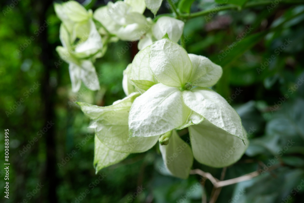 Obraz premium Bougainvillea flowers with green leaves. Close-up greenish-white flowers in the jungle with concepts of plants, tropical tree, and wood. Beautiful bougainvillea texture with nature and blooming concep