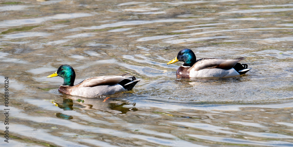Obraz premium Mallard on water