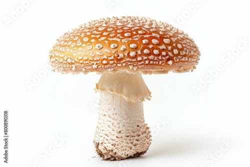 A large red and white mushroom with a white background