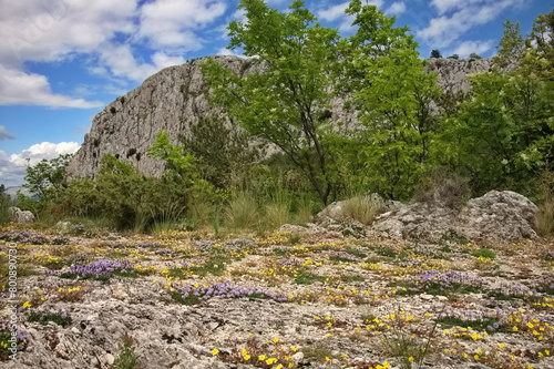 A carpet of colorful wildflowers in the mountains