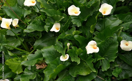 Natural background of white Calla Lily with green leaves