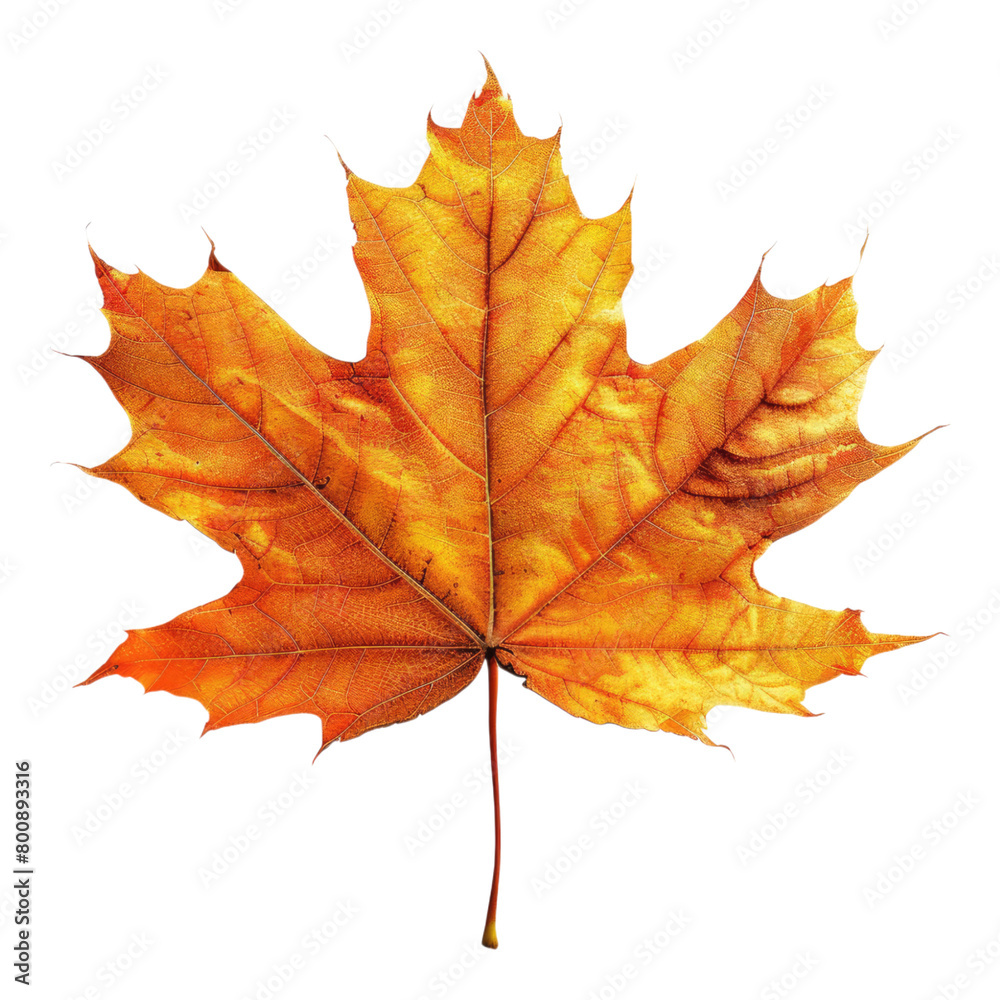 Obraz premium Autumn leaf isolated on transparent background