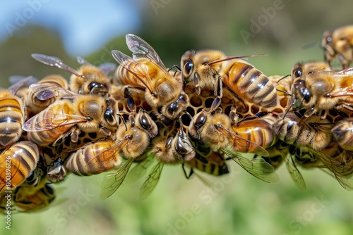 A group of bees on a branch
