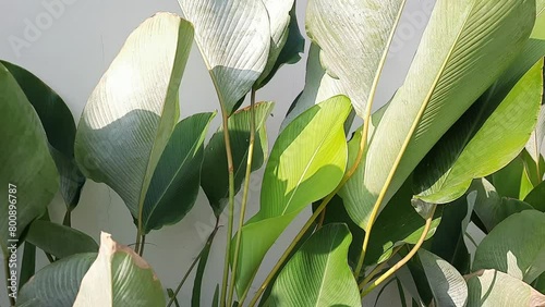Calathea lutea has a leaf shape similar to a banana tree. Calathea lutea is much sought after by people because it is able to give a tropical impression to the exterior of the house. photo