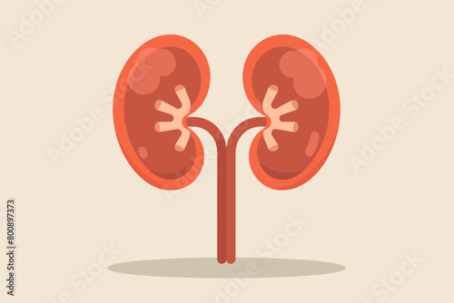 a simple flat illustration of an Kidneys, vector graphics