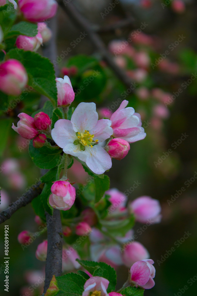 pink and white flowers pink and white flowers