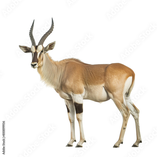 antelope isolated on white