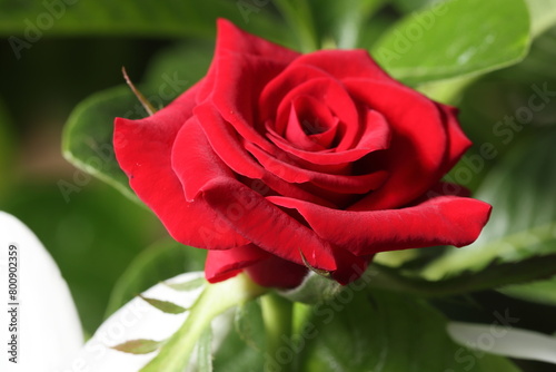 Rose Bud. A beautiful blooming red rose flower bud on the tree