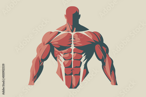 a simple flat illustration of an Muscle, vector graphics
