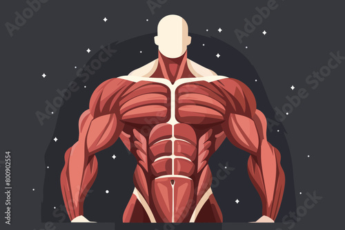 a simple flat illustration of an Muscle, vector graphics