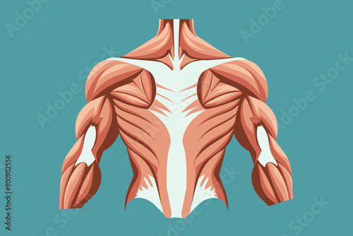 a simple flat illustration of an Muscle, vector graphics