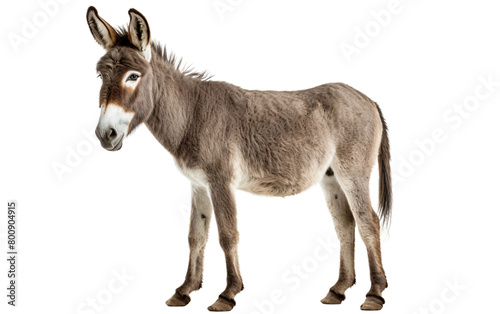 Curious Donkey Art Isolated On Transparent Background PNG.
