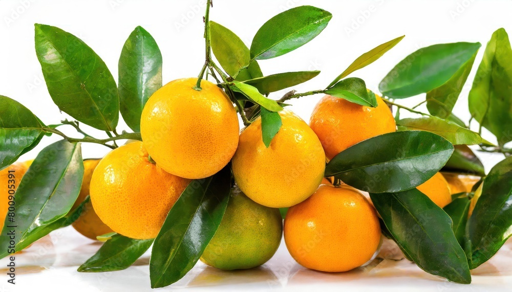 Bunch of orange with branch and leaves isolate on white background. Bunch of orange with branch and leaves isolate on white background.