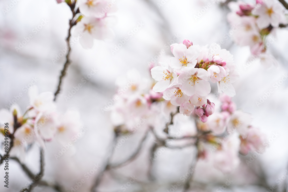 Close-up shot of pink Sakura flowers on a branch, nature in Jaapan concept