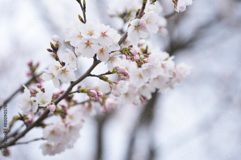 Close-up shot of pink Sakura flowers on a branch, nature in Jaapan concept Close-up shot of pink Sakura flowers on a branch, nature in Jaapan concept