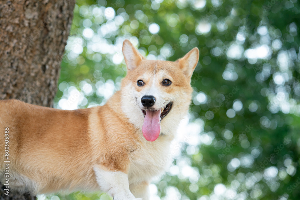 Corgi dog on the table in summer sunny day Corgi dog on the table in summer sunny day
