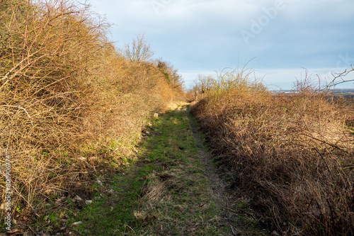 Grass path between thick bushes. Sunny weather.