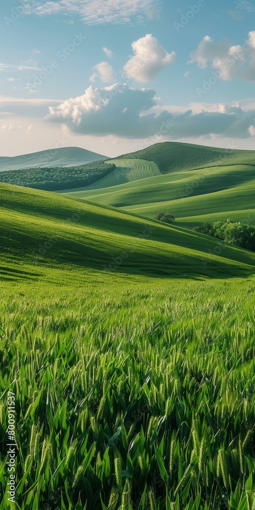 Green rolling hills of wheat field under blue sky and white clouds