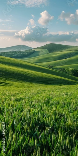 Green rolling hills of wheat field under blue sky and white clouds