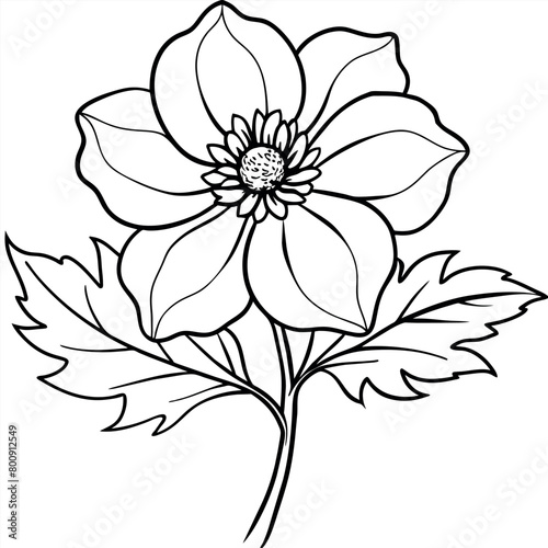 Anemone flower plant outline illustration coloring book page design  Anemone flower plant black and white line art drawing coloring book pages for children and adults