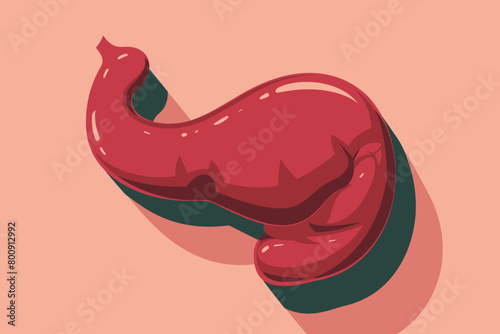 a simple flat illustration of an Stomach, vector graphics