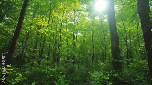 Green arboreal forest with bright sunlight shining through the dense canopy