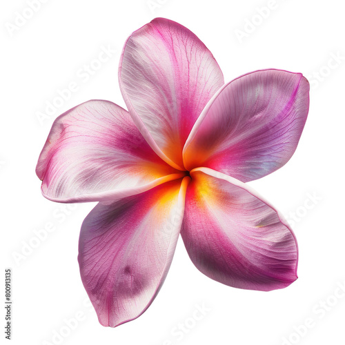 Plumeria rubra flower isolated on transparent background photo