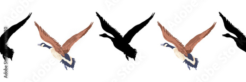 Canada goose. Seamless borders. Pattern of vintage style colored illustration and black silhouettes of flying birds. Vector illustration of geese on a white background.