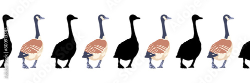 Canada goose. Seamless borders. Pattern of vintage style colored illustration and black silhouettes of birds. Vector illustration of geese walking back on a white background.
