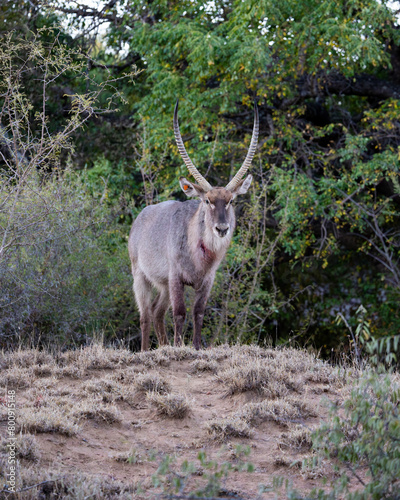 Canvas Print a waterbuck bull bleeding from the neck