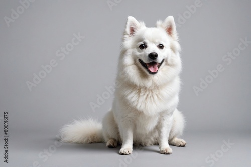 sit Japanese Spitz dog with open mouth looking at camera, copy space. Studio shot. © ThomasLENNE