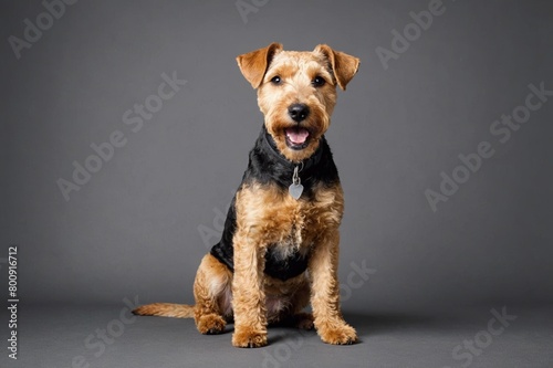 sit Lakeland Terrier dog with open mouth looking at camera, copy space. Studio shot. photo