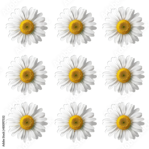 set of daisies