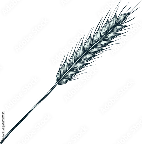 Wheat ears sketch