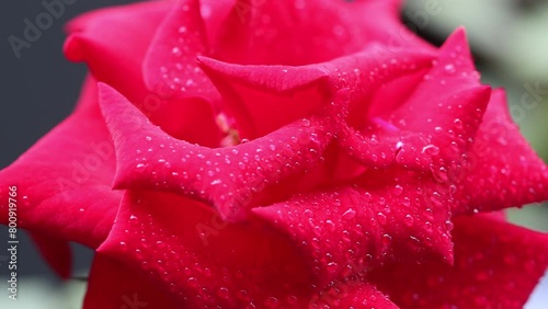 Red rose flower close up with water drops. Beautiful rose watering. Detail shot of a nice red rose flower slowly moving. Drops of water on the petals. photo