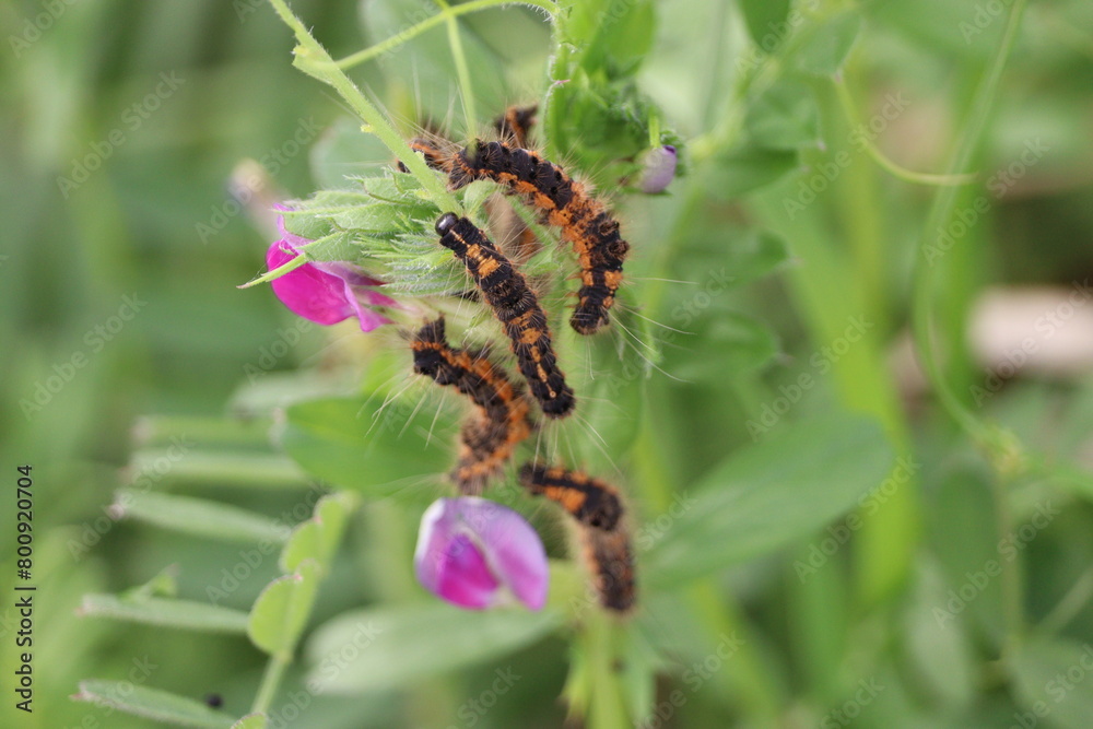 Tussock moth caterpillars eating vetch
