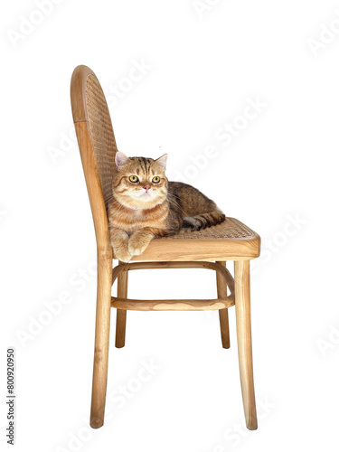 Ginger cat, Scottish Fold Cat breed, lying on a wooden chair on a white background.